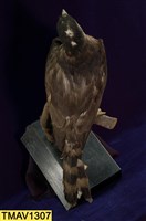 鳳頭蒼鷹藏品圖，第10張